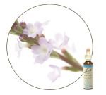Verveine - Vervain (n°31), 20&nbsp;ml